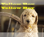 Small Photo #11 Goldendoodle Puppy For Sale in CITRUS HEIGHTS, CA, USA