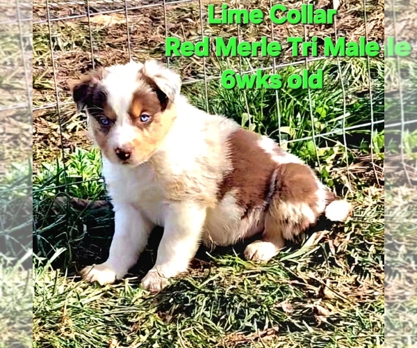 Medium Photo #2 Border Collie Puppy For Sale in BYBEE, TN, USA