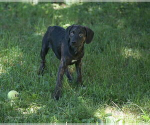 Beagle-Unknown Mix Dogs for adoption in SHERBURNE, NY, USA