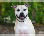 Small #1 Black Mouth Cur