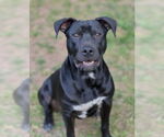Small #17 Labrador Retriever Mix