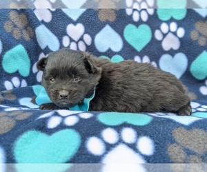 Pomeranian Puppy for sale in CHRISTIANA, PA, USA