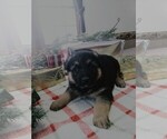 Small Photo #1 German Shepherd Dog Puppy For Sale in STANLEY, WI, USA