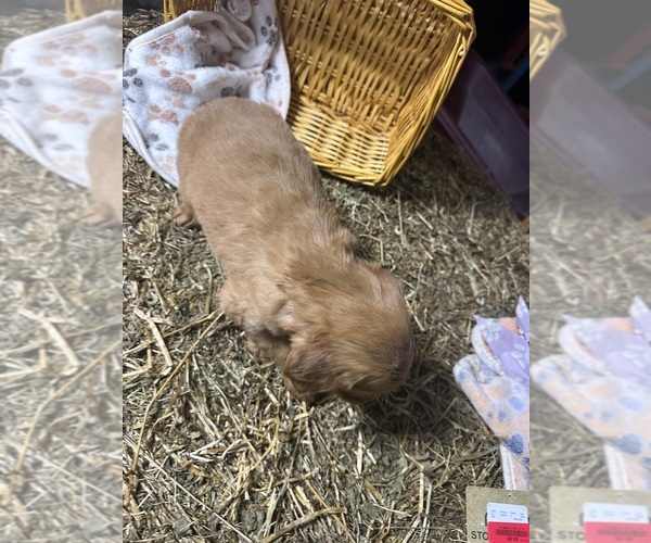 Medium Photo #8 Golden Retriever Puppy For Sale in WITHEE, WI, USA