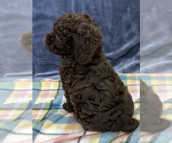 Medium Photo #10 Poodle (Toy) Puppy For Sale in SILEX, MO, USA