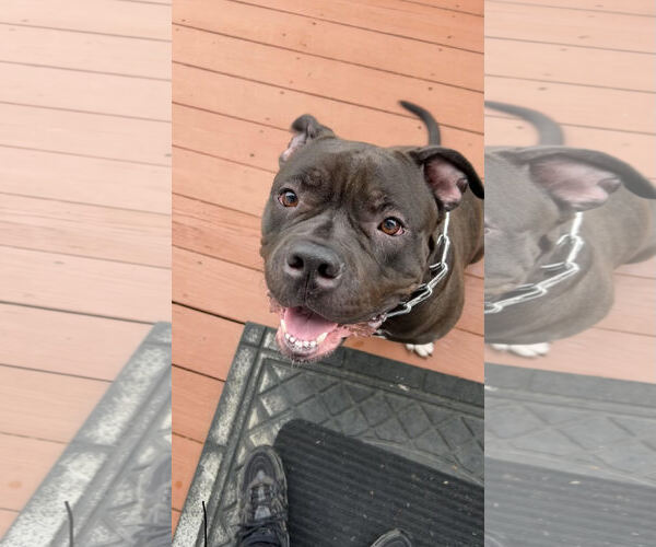 Medium Photo #1 American Pit Bull Terrier-Unknown Mix Puppy For Sale in COLUMBIA, MD, USA