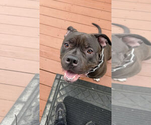 American Pit Bull Terrier-Unknown Mix Dogs for adoption in COLUMBIA, MD, USA