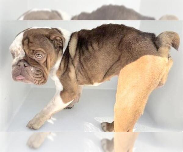 Medium Photo #1 Bulldog-Unknown Mix Puppy For Sale in Houston, TX, USA