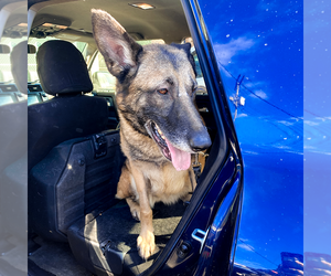 German Shepherd Dog-Unknown Mix Dogs for adoption in Millburn, NJ, USA