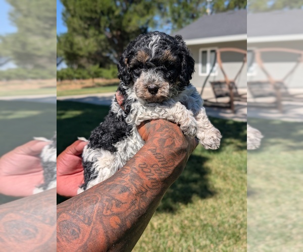 Medium Photo #2 Bernedoodle-Cavapoo (Miniature) Mix Puppy For Sale in SACRAMENTO, CA, USA