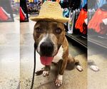 Small #10 American Staffordshire Terrier