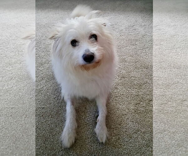 Medium Photo #2 American Eskimo Dog-Unknown Mix Puppy For Sale in Omaha, NE, USA