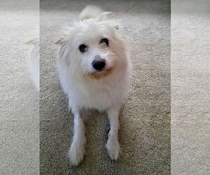 American Eskimo Dog-Unknown Mix Dogs for adoption in Omaha, NE, USA