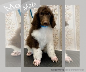Poodle (Standard) Puppy for sale in SAN ANTONIO, TX, USA