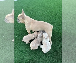 French Bulldog Puppy for sale in NORTH LAS VEGAS, NV, USA