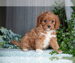 Small Photo #10 Cavapoo Puppy For Sale in MILLERSBURG, OH, USA