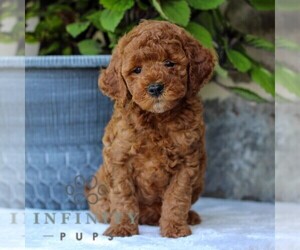 Goldendoodle (Miniature) Puppy for sale in EAST EARL, PA, USA