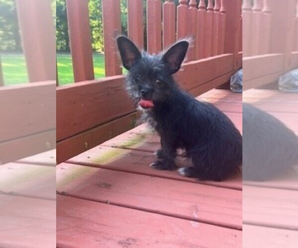 Medium Photo #1 ShiChi Puppy For Sale in MACON, GA, USA