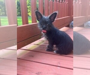 ShiChi Puppy for sale in MACON, GA, USA