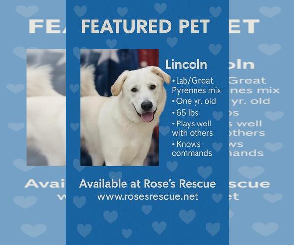 Medium Photo #3 Labrenees Puppy For Sale in Rootstown, OH, USA