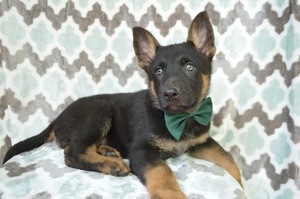 German Shepherd Dog Puppy for sale in HONEY BROOK, PA, USA