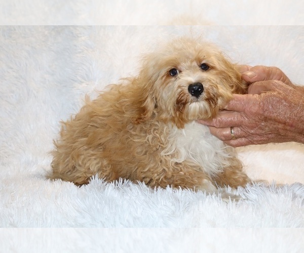 Medium Photo #1 Cockapoo (Miniature) Puppy For Sale in DYERSBURG, TN, USA