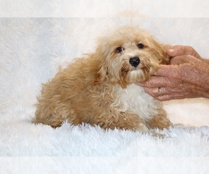 Cockapoo (Miniature) Puppy for sale in DYERSBURG, TN, USA