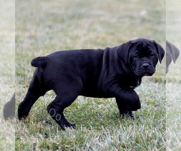 Medium Photo #3 Cane Corso Puppy For Sale in LANCASTER, PA, USA