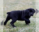 Small #2 Cane Corso