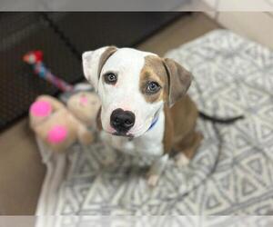 American Bulldog-Unknown Mix Dogs for adoption in Fort Wayne, IN, USA