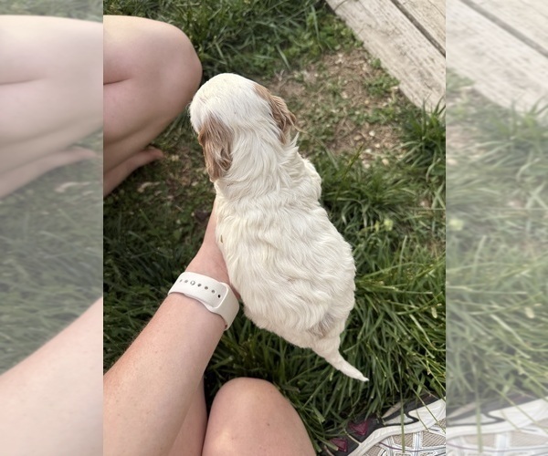 Medium Photo #12 Goldendoodle (Miniature) Puppy For Sale in FREDERICA, DE, USA
