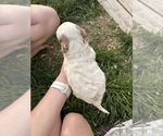 Small Photo #12 Goldendoodle (Miniature) Puppy For Sale in FREDERICA, DE, USA