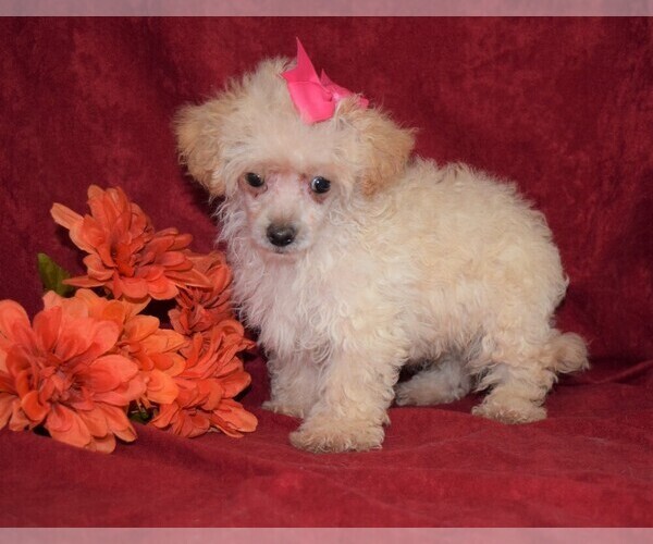 Medium Photo #2 Maltese Puppy For Sale in BARNESVILLE, KS, USA