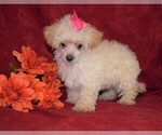Small Photo #2 Maltese Puppy For Sale in BARNESVILLE, KS, USA