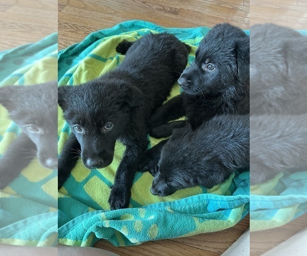 Medium Photo #3 German Shepherd Dog Puppy For Sale in HAMILTON, VA, USA