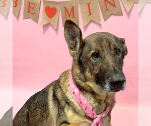 German Shepherd Dog Dogs for adoption in South Bend, IN, USA