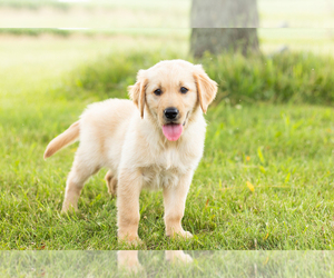 Golden Retriever Puppy for sale in MENTONE, IN, USA