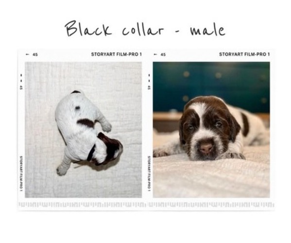 Medium Photo #3 Wirehaired Pointing Griffon Puppy For Sale in Leamington, Ontario, Canada