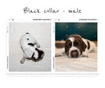 Small #2 Wirehaired Pointing Griffon
