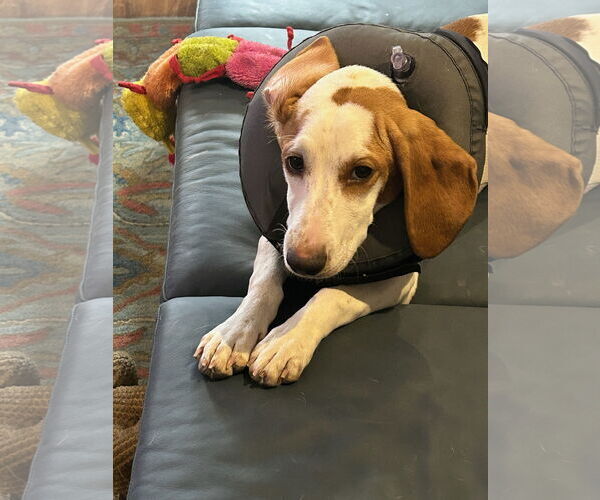 Medium Photo #3 Basset Hound Puppy For Sale in Carrollton, TX, USA