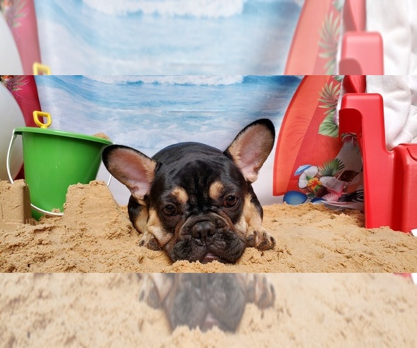 Medium Photo #5 French Bulldog Puppy For Sale in MARYVILLE, TN, USA