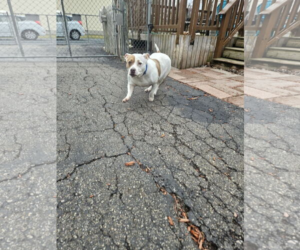 Medium Photo #2 American Staffordshire Terrier Puppy For Sale in Belleville, MI, USA