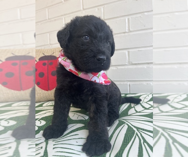 Medium Photo #1 Labradoodle Puppy For Sale in PEMBROKE, GA, USA
