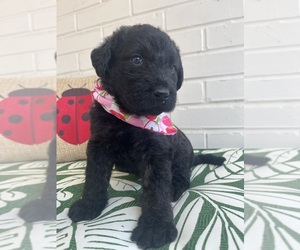 Labradoodle Puppy for sale in PEMBROKE, GA, USA