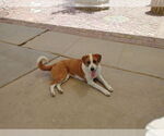 Small #7 Mutt