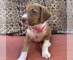 Small #9 Mutt