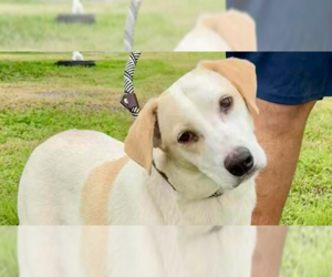 Mutt Dogs for adoption in Abbeville, LA, USA