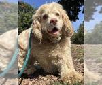 Small #1 Cocker Spaniel