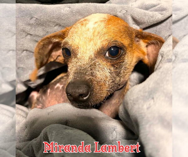 Medium Photo #38 Dachshund Puppy For Sale in San Antonio, TX, USA