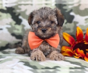 Poodle (Miniature)-Shorkie Tzu Mix Puppy for sale in LAKELAND, FL, USA